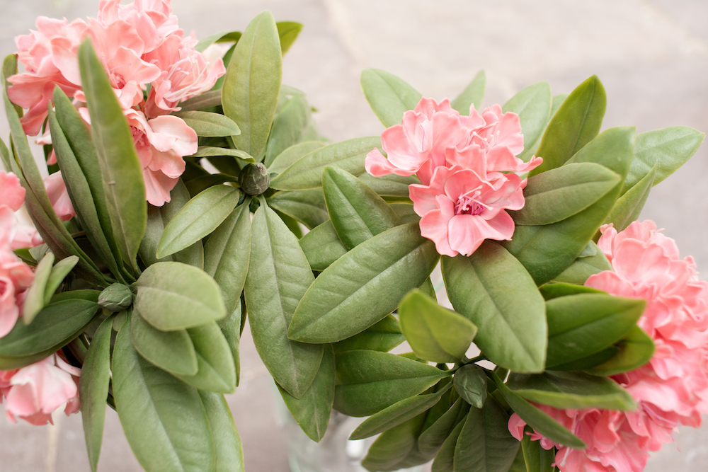 Surprize Me - Zinnure Türe